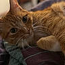 cat, ginger_cat, close_up, pet, animal, feline, whiskers, fur, relaxing, indoor, bed, blanket, comfort, cute, eyes, portrait, mammal, domestic_animal, resting, soft