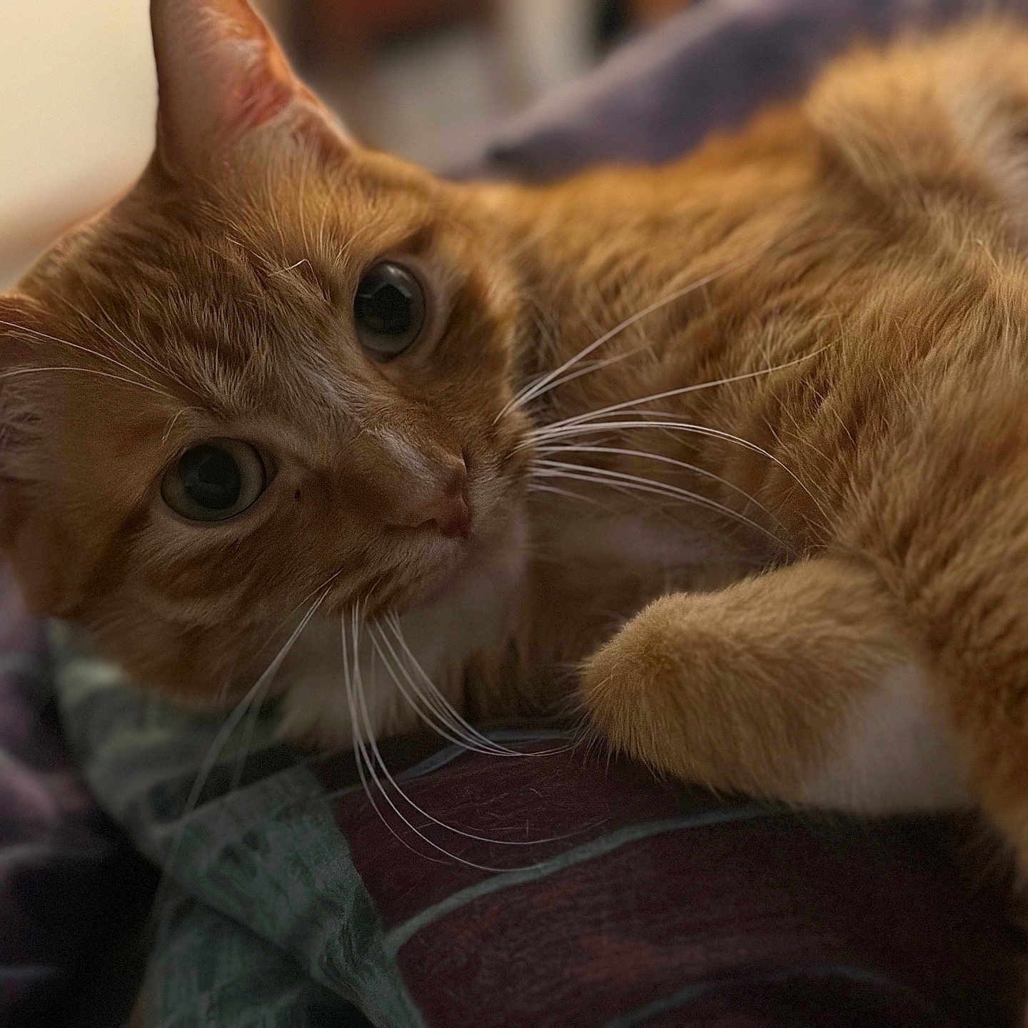Lunchbox joined the competition — help win amazing prizes! cat, ginger_cat, close_up, pet, animal, feline, whiskers, fur, relaxing, indoor, bed, blanket, comfort, cute, eyes, portrait, mammal, domestic_animal, resting, soft