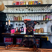 Sky participe au concours pour gagner de l'argent avec cette photo : dog, black_dog, pet, canine, counter, bar, shelves, glassware, cans, bottles, indoor, wooden_surface, curious, leisure, drink, beverage, decor, facial_expression, animal, domestic_animal