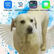 Shoshanna participe au concours pour gagner de l'argent avec cette photo : dog, white_dog, angel_wings, phone_screen, app_icons, notifications, background_image, blurry, mobile_phone, user_interface, screenshot, digital, technology, home_screen, messaging_app, camera_icon, phone_icon, contact_icon, social_media_icon, game_icon