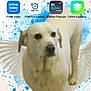 dog, white_dog, angel_wings, phone_screen, app_icons, notifications, background_image, blurry, mobile_phone, user_interface, screenshot, digital, technology, home_screen, messaging_app, camera_icon, phone_icon, contact_icon, social_media_icon, game_icon