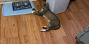 Daizy joined the competition — help win amazing prizes! cat, tabby, floor, wooden_floor, trash_bin, pet_bowl, blue_mat, drawer, storage, basket, toy, clutter, indoor, relaxed, animal, pet, household, feline, flooring, room