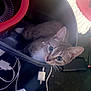 cat, tabby, bucket, plastic, curious, indoor, electronics, cords, charger, clutter, pet, animal, feline, looking_up, ears, whiskers, floor, container, domestic, closeup