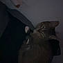cat, animal, indoor, dark, shadow, wall, corner, peeling_paint, eyes, feline, pet, sleeping, resting, person_partial, low_light, cozy, quiet, hidden_face, closeup, curled_up