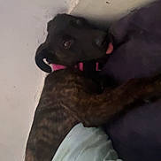 Hazel joined the competition — help win amazing prizes! dog, brindle, collar, pink, tongue, indoor, wall, pillow, resting, pet, animal, curious, fur, comfortable, cute, laying_down, domestic, canine, relaxed, house