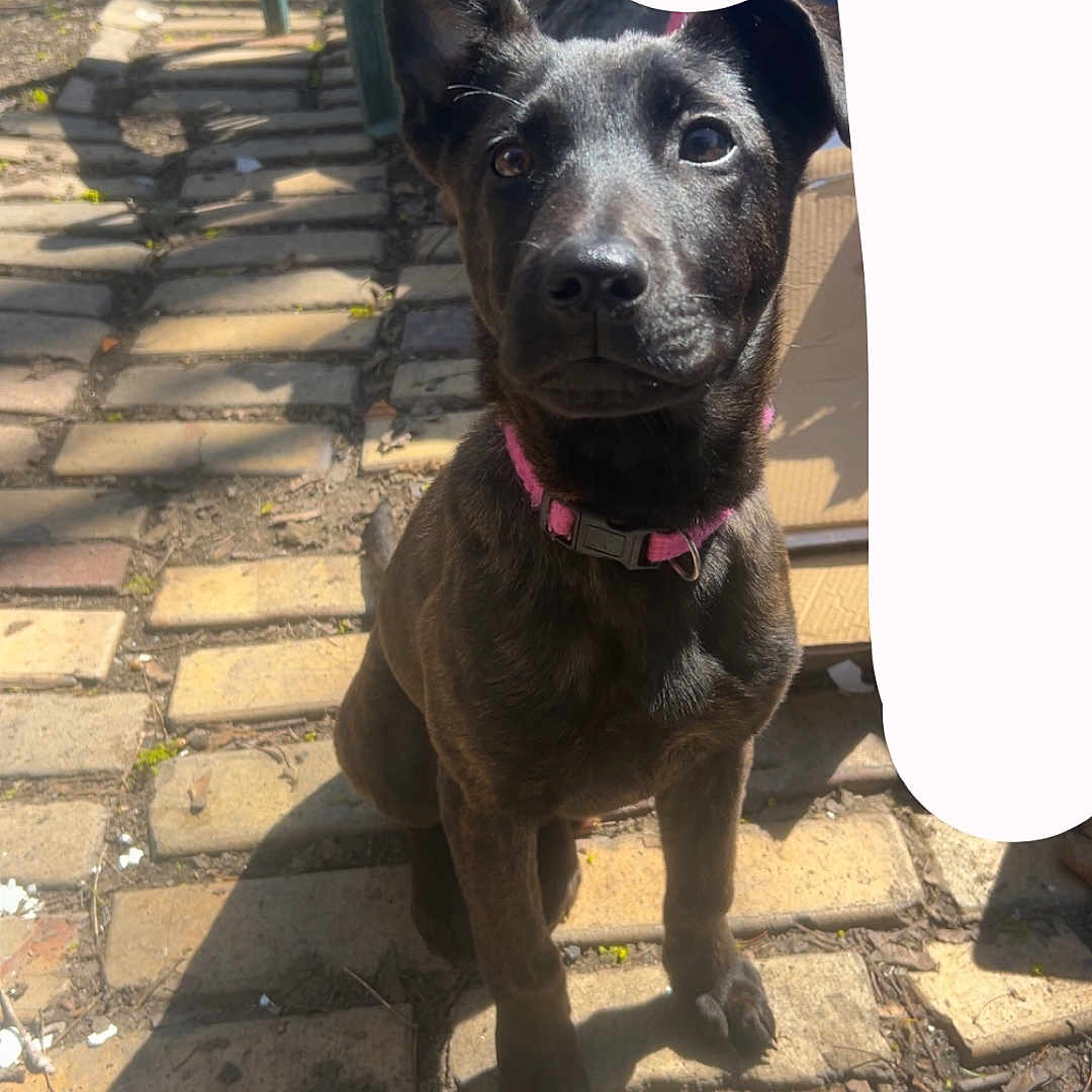 Hazel joined the competition — help win amazing prizes! animal, black_dog, brick_pathway, close_up, curious, cute, daylight, dog, ears_up, looking_up, nature, outdoor, pet, pink_collar, plastic_chair, puppy, shadow, sitting, sunlight, young_dog