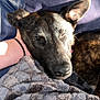 Hazel is registered to the contest to win money with this photo: dog, sleeping, cushion, blanket, hand, rest, cozy, indoor, pet, fur, animal, closeup, relaxation, sunlight, nap, comfort, domestic, brown, black, soft
