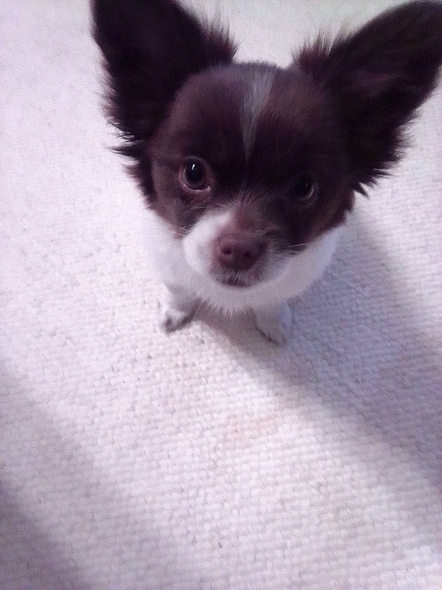 Bunny joined the competition — help win amazing prizes! art, canidae, carnivore, companion_dog, corgi_chihuahua, dog, dog_breed, ear, fawn, fur, non_sporting_group, paw, snout, sporting_group, tail, terrestrial_animal, toy_dog, whiskers, working_animal