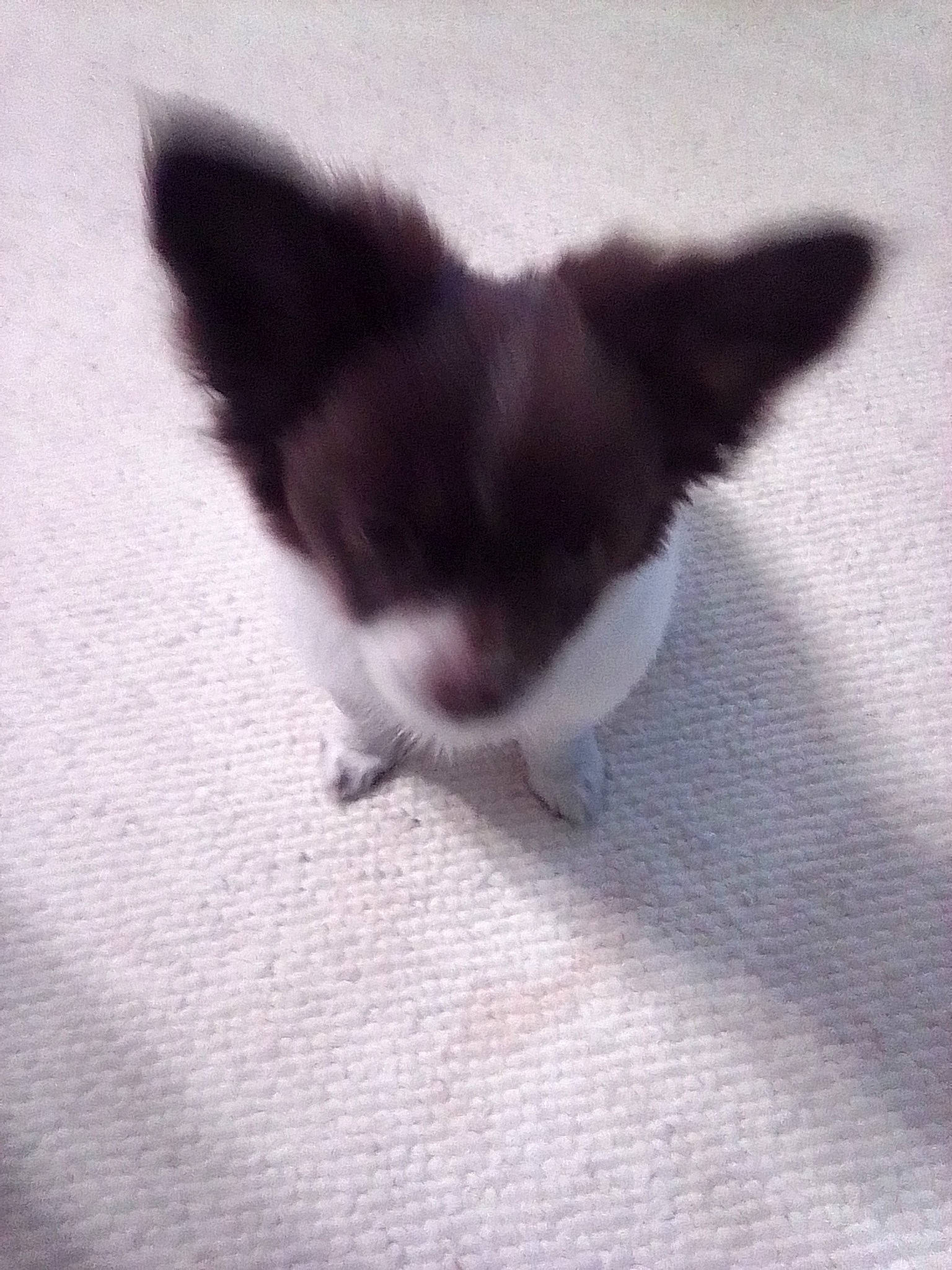 Bunny is registered to the contest to win money with this photo: carnivore, cat, domestic_short_haired_cat, felidae, flooring, fur, hardwood, paw, shadow, small_to_medium_sized_cats, tail, whiskers, wood