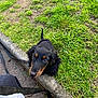 animal, black, canine, curious, dachshund, dog, footwear, grass, greenery, leash, nature, outdoor, pavement, person, pet, puppy, sidewalk, tan, walking, young_dog
