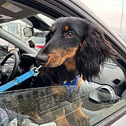Neo participe au concours pour gagner de l'argent avec cette photo : animal, black_fur, car, curious, dachshund, daytime, dog, ears, glass, leash, outdoor, paws, pet, puppy, reflection, snout, tan_fur, vehicle_interior, window, young_dog