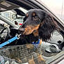 animal, black_fur, car, curious, dachshund, daytime, dog, ears, glass, leash, outdoor, paws, pet, puppy, reflection, snout, tan_fur, vehicle_interior, window, young_dog