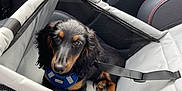 Neo a rejoint le concours — aidez-le/la à gagner de superbes lots ! black_fur, car_interior, car_seat, comfort, cute, dog, domestic_animal, leisure, looking_up, mesh, pet_harness, pet_safety, puppy, red_stitching, resting, seatbelt, tan_fur, travel, vehicle, young_dog