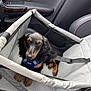 black_fur, car_interior, car_seat, comfort, cute, dog, domestic_animal, leisure, looking_up, mesh, pet_harness, pet_safety, puppy, red_stitching, resting, seatbelt, tan_fur, travel, vehicle, young_dog