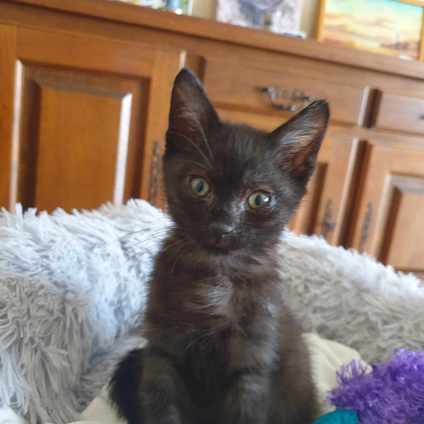 Milo participe au concours pour gagner de l'argent avec cette photo : abyssinian, accessories, animal, blackcat, cabinet, cat, closet, couch, cupboard, drawer, featherboa, furniture, hardwood, kitten, manx, pet, plywood, shelf, toy, wood