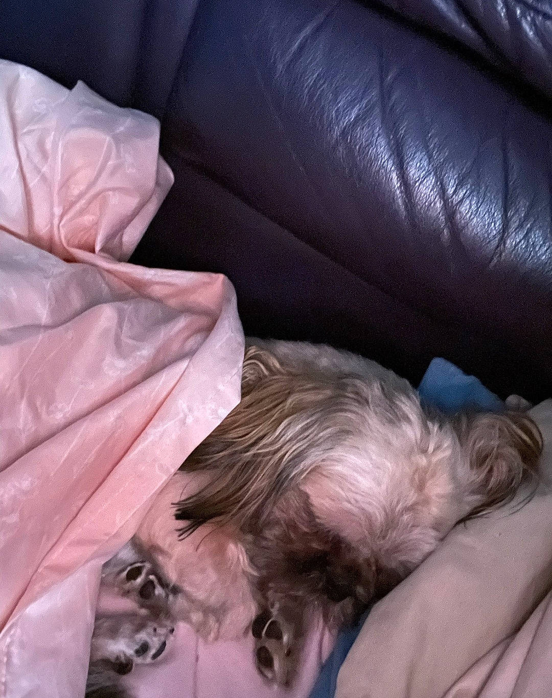 Kya joined the competition — help win amazing prizes! bed_sheet, bedding, comfort, companion_dog, couch, dog, dog_breed, duvet, felidae, fur, linens, liver, nap, room, sleep, small_to_medium_sized_cats, terrier, textile, toy_dog, whiskers