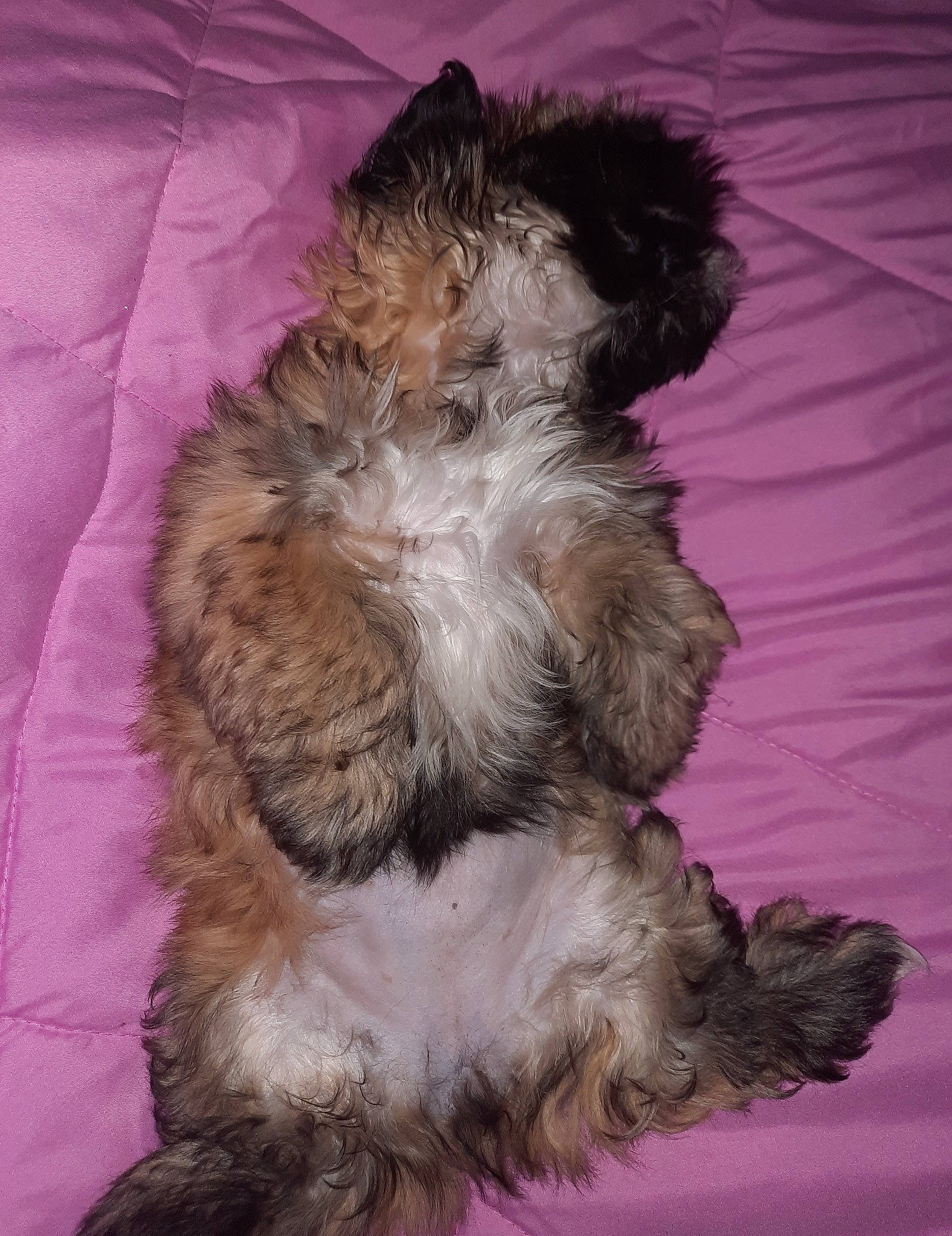 Kya joined the competition — help win amazing prizes! carnivore, companion_dog, dog, dog_breed, fur, liver, magenta, natural_material, paw, small_terrier, tail, terrestrial_animal, terrier, toy_dog, yorkipoo