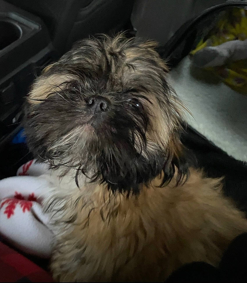 Kya joined the competition — help win amazing prizes! canidae, carnivore, comfort, companion_dog, dog, dog_breed, ear, fawn, fur, liver, maltepoo, shih_poo, shih_tzu, small_terrier, snout, sporting_group, terrestrial_animal, terrier, toy_dog, working_animal