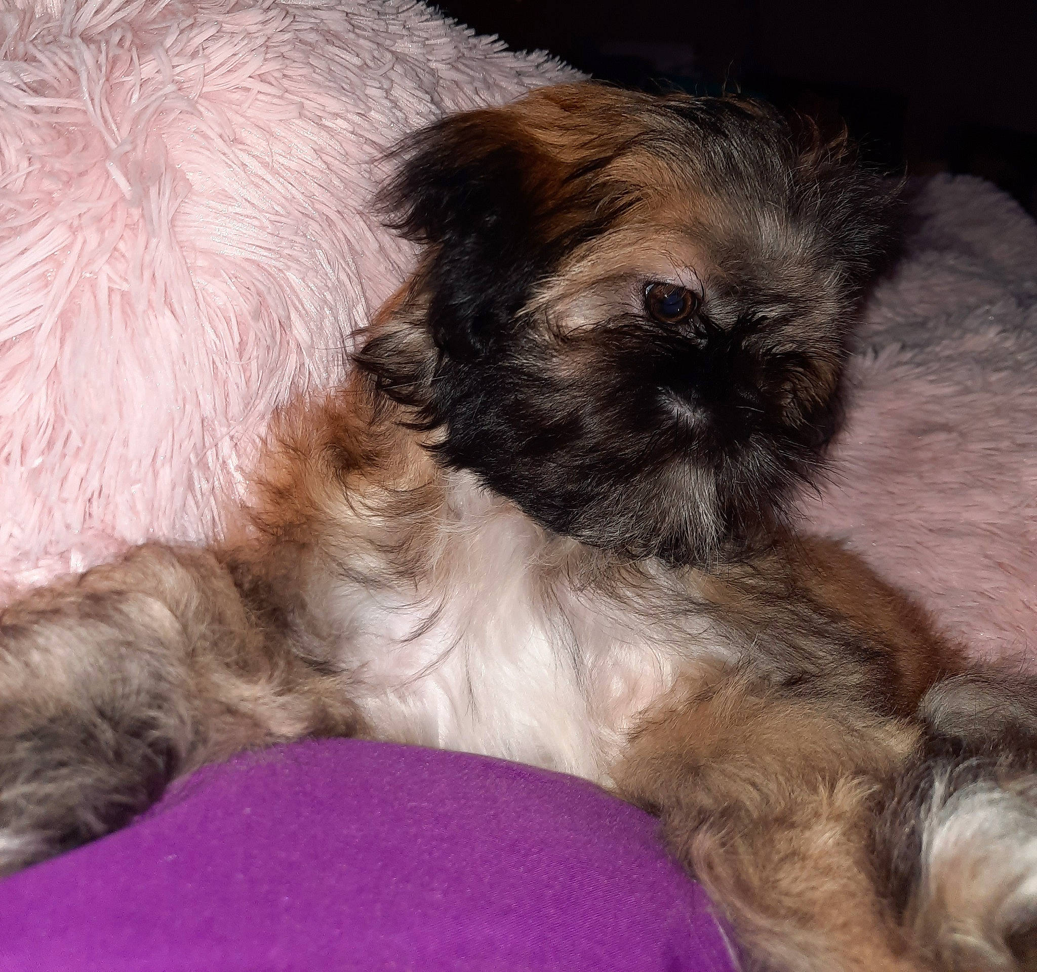 Kya joined the competition — help win amazing prizes! carnivore, comfort, companion_dog, dog, dog_bed, dog_breed, dog_supply, ear, fawn, fur, liver, mammal, pet_supply, shih_tzu, snout, tail, terrier, toy_dog, whiskers, working_animal