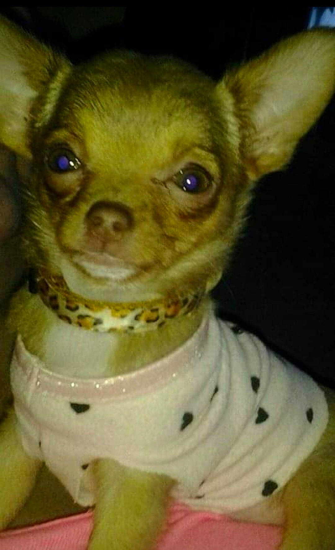 Tika joined the competition — help win amazing prizes! canidae, carnivore, chihuahua, collar, companion_dog, dog, dog_breed, dog_collar, ear, eye, fawn, fur, head, jaw, snout, sporting_group, terrestrial_animal, toy_dog, whiskers, working_animal