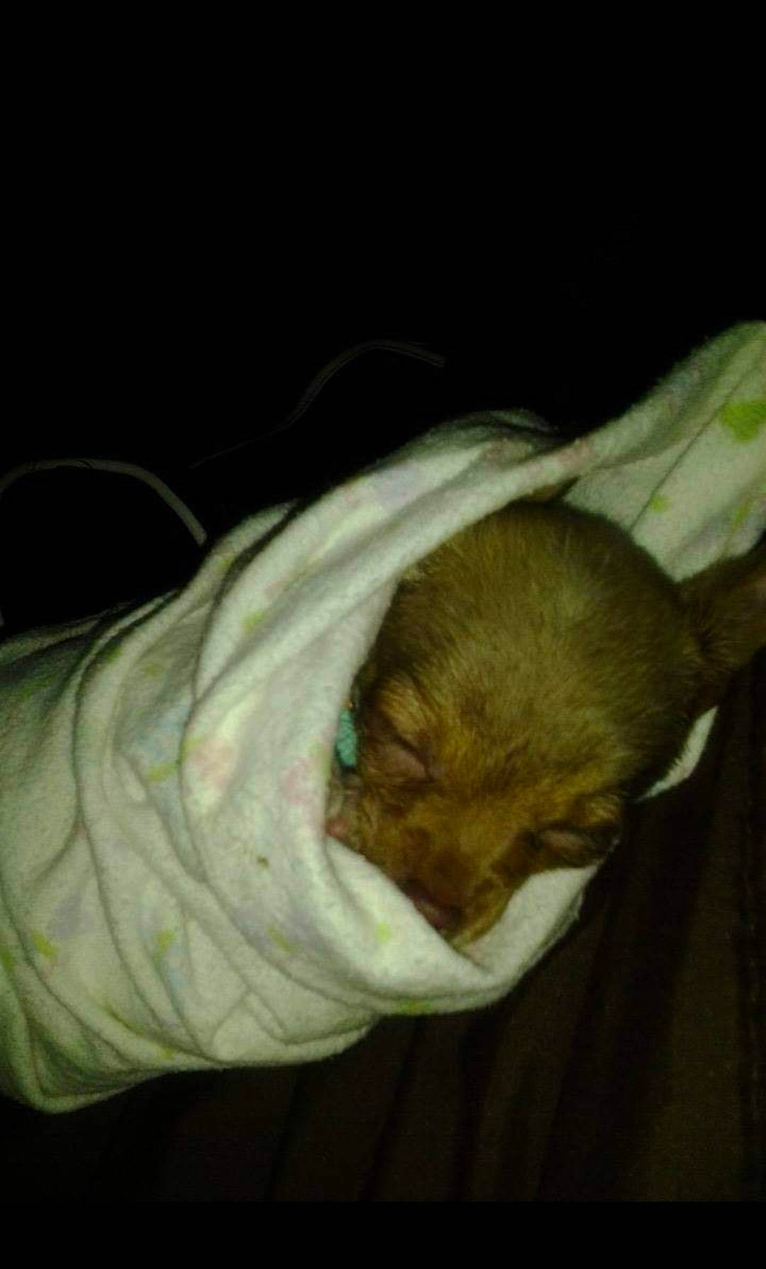 Tika joined the competition — help win amazing prizes! canidae, carnivore, comfort, companion_dog, darkness, dog_breed, fawn, felidae, fur, linens, nap, sleep, small_to_medium_sized_cats, sporting_group, tail, whiskers, wrinkle