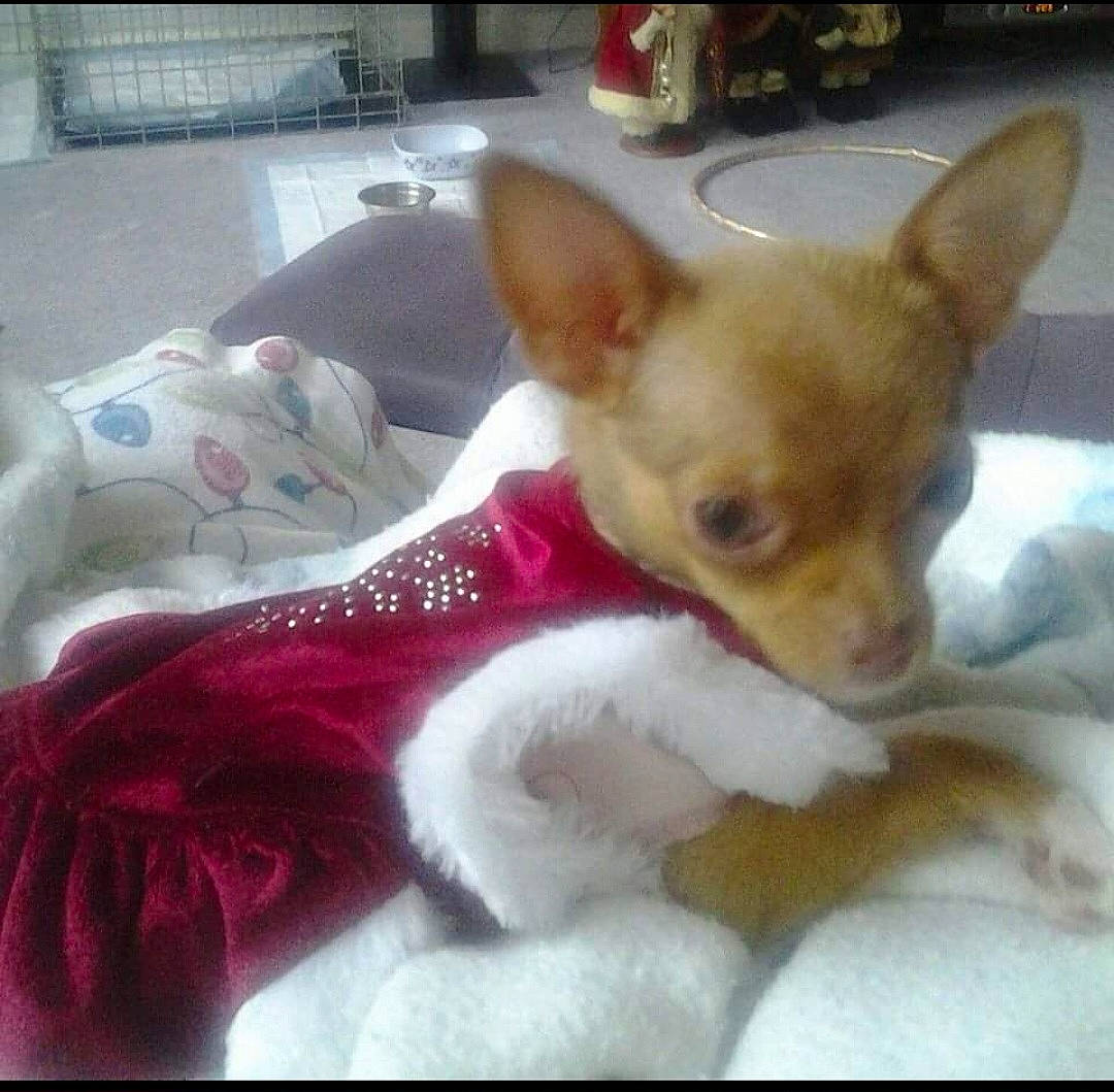 Tika is registered to the contest to win money with this photo: canidae, carnivore, chihuahua, comfort, companion_dog, corgi_chihuahua, dog, dog_breed, dog_supply, ear, fawn, fur, russkiy_toy, snout, sporting_group, tail, terrestrial_animal, toy_dog, whiskers, working_animal