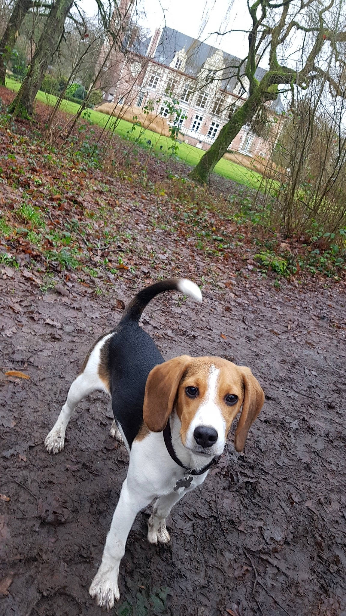 Morphée a rejoint le concours — aidez-le/la à gagner de superbes lots ! american_foxhound, beagle, beagle_harrier, canidae, carnivore, dog, dog_breed, english_coonhound, english_foxhound, estonian_hound, finnish_hound, grand_anglo_francais_tricolore, hamiltonstovare, harrier, hound, mammal, posavac_hound, serbian_tricolour_hound, treeing_walker_coonhound, vertebrate