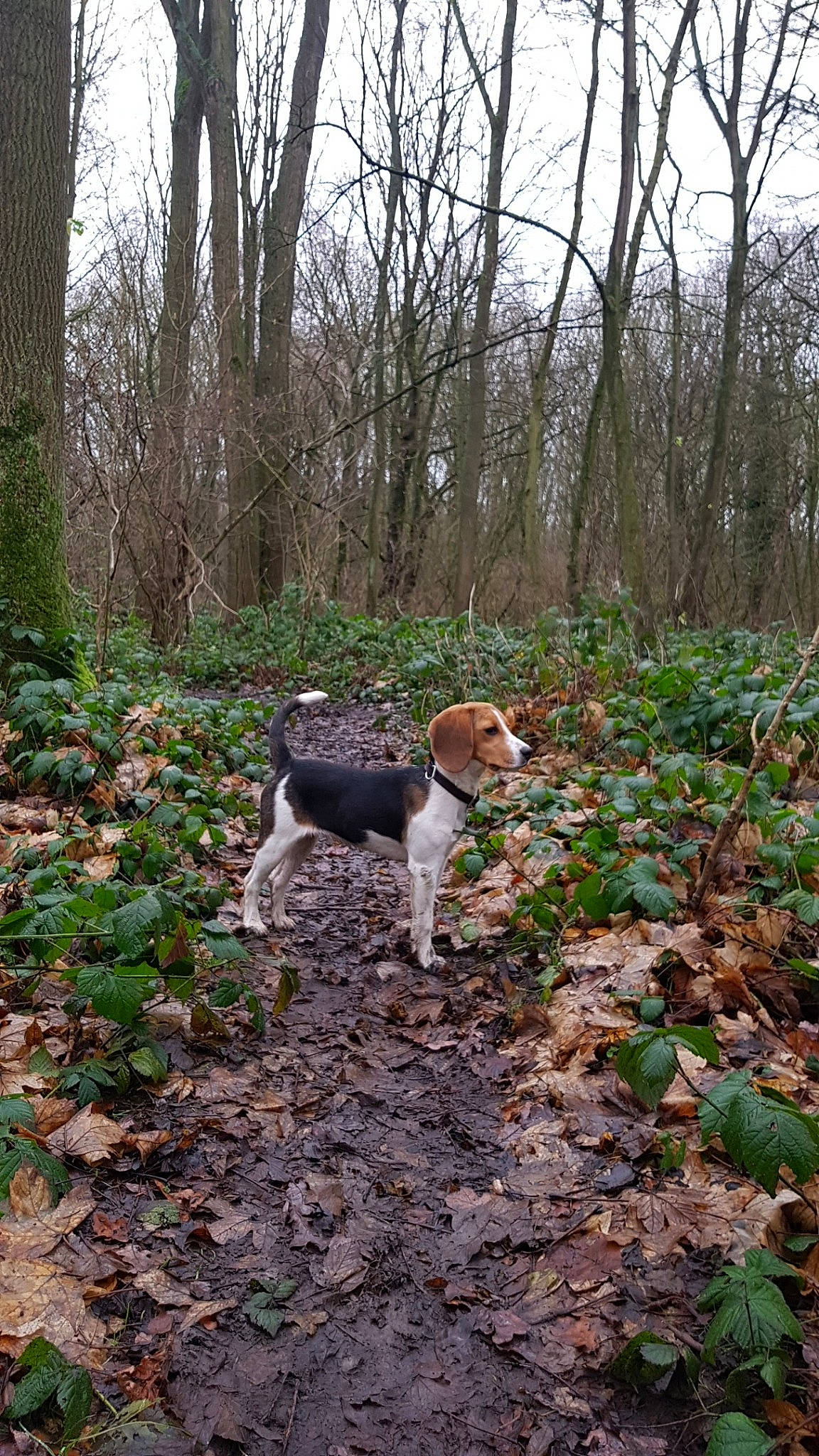 Morphée a rejoint le concours — aidez-le/la à gagner de superbes lots ! beagle, canidae, carnivore, dog, dog_breed, estonian_hound, fawn, forest, fox_terrier, hound, hunting_dog, pointing_breed, shrub, sporting_group, tail, trail, tree, treeing_feist, treeing_walker_coonhound, woodland