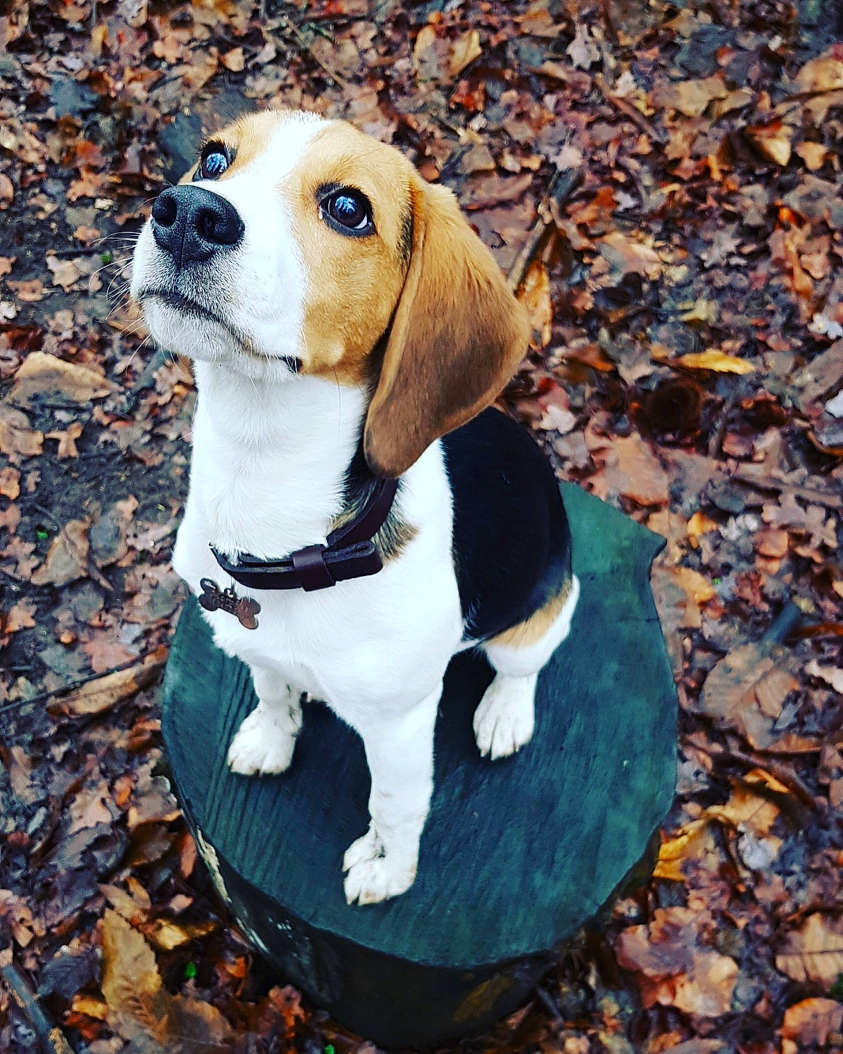 Morphée participe au concours pour gagner de l'argent avec cette photo : american_foxhound, beagle, beagle_harrier, beaglier, canidae, carnivore, companion_dog, dog, dog_breed, estonian_hound, harrier, hound, mammal, pocket_beagle, puppy, rare_breed_dog, snout, treeing_walker_coonhound, vertebrate, westphalian_dachsbracke