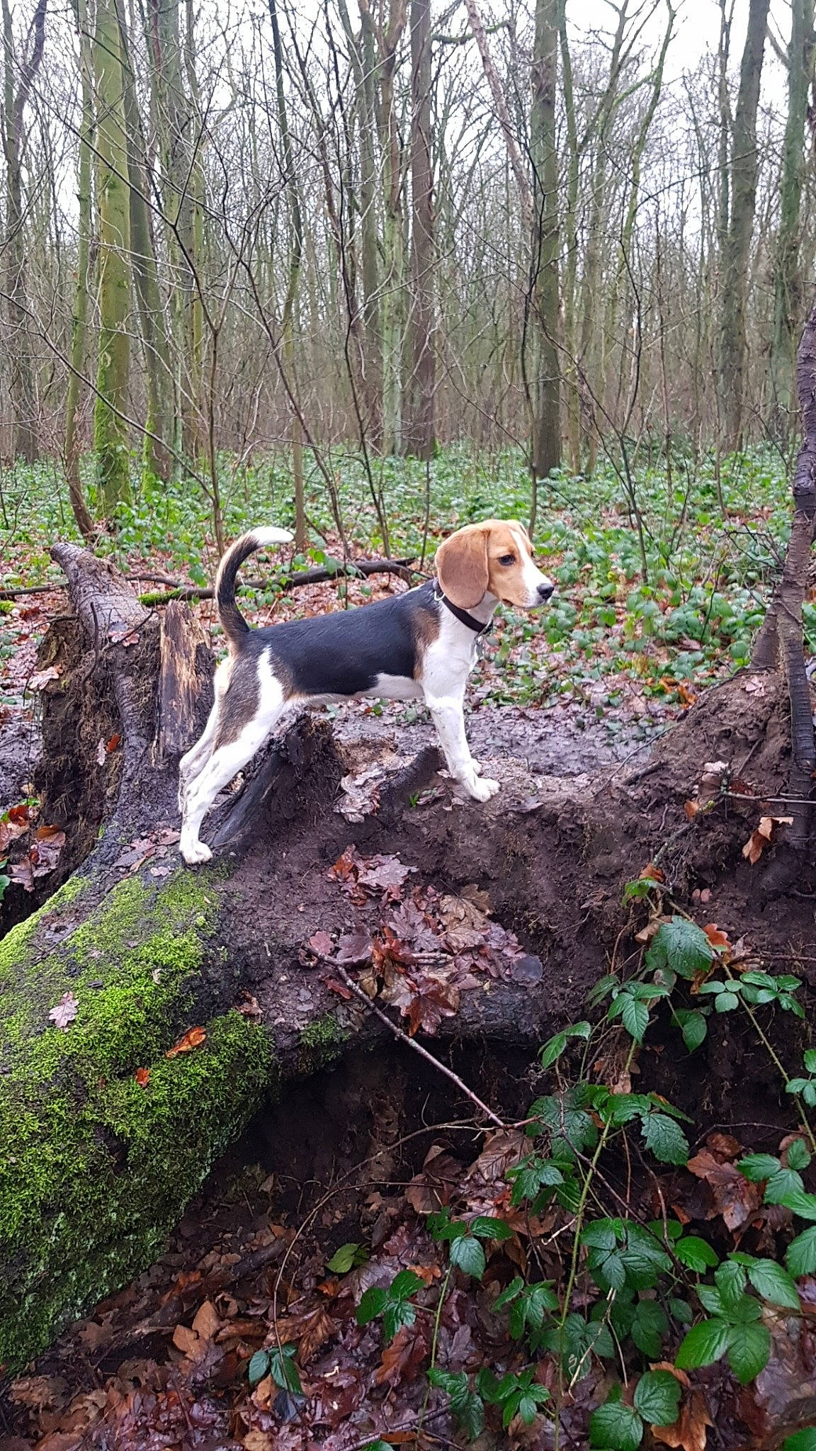 Morphée a rejoint le concours — aidez-le/la à gagner de superbes lots ! american_foxhound, beagle, beagle_harrier, canidae, carnivore, coonhound, dog, dog_breed, estonian_hound, finnish_hound, halden_hound, harrier, hound, hunting_dog, scent_hound, serbian_hound, serbian_tricolour_hound, tree, treeing_feist, treeing_walker_coonhound