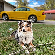 Apollo is registered to the contest to win money with this photo: dog, grass, stick, outdoor, blue_eyes, fur, pet, animal, yellow_car, vehicle, nature, trees, daytime, collar, mammal, playful, relaxed, background, lawn, canine