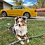 dog, grass, stick, outdoor, blue_eyes, fur, pet, animal, yellow_car, vehicle, nature, trees, daytime, collar, mammal, playful, relaxed, background, lawn, canine