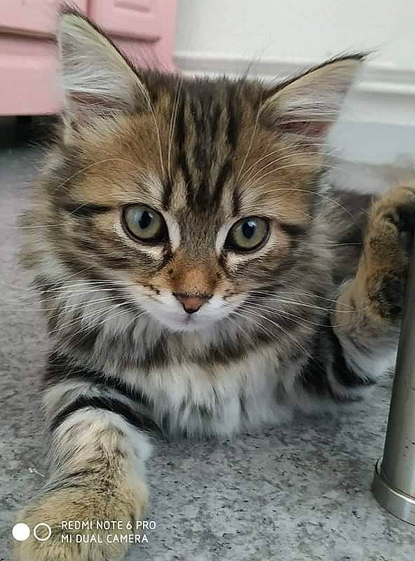 Prune a rejoint le concours — aidez-le/la à gagner de superbes lots ! american_curl, asian, asian_semi_longhair, british_semi_longhair, carnivore, cat, domestic_long_haired_cat, dragon_li, european_shorthair, felidae, kitten, maine_coon, mammal, norwegian_forest_cat, pixie_bob, siberian, small_to_medium_sized_cats, tabby_cat, vertebrate, whiskers