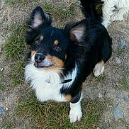 Patapouf a rejoint le concours — aidez-le/la à gagner de superbes lots ! australian_shepherd, border_collie, carnivoran, companion_dog, dog, dog_breed, dog_breed_group, dog_like_mammal, english_shepherd, herding_dog, miniature_australian_shepherd, shetland_sheepdog, vulnerable_native_breeds, welsh_sheepdog