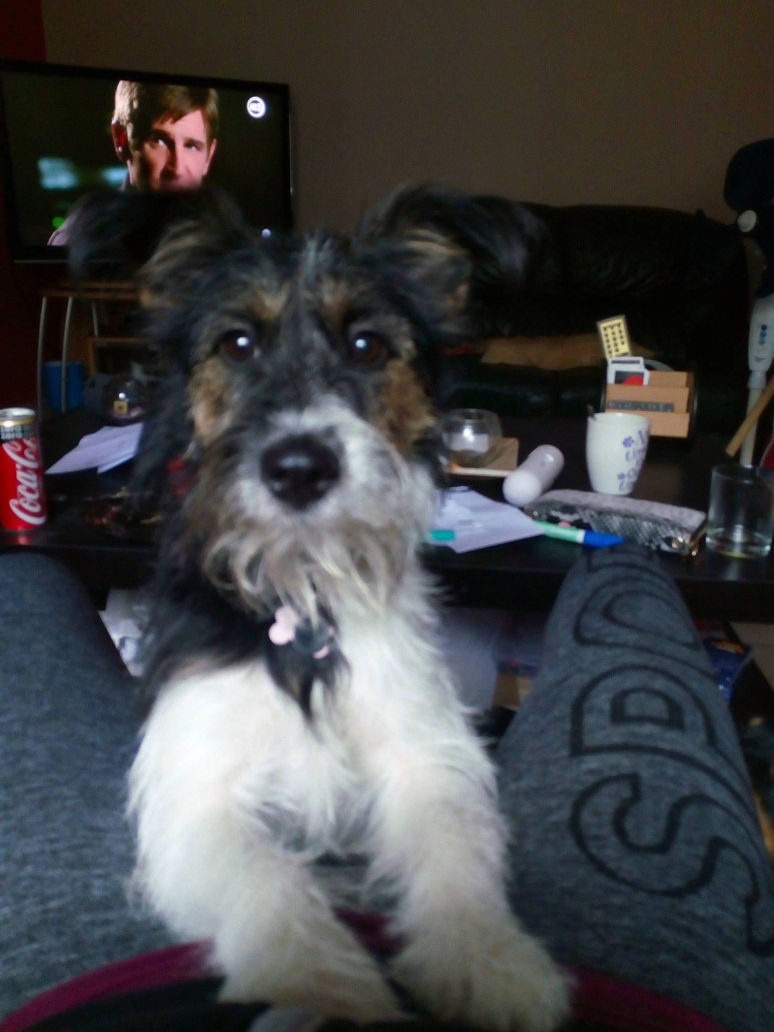 Nala participe au concours pour gagner de l'argent avec cette photo : biewer_terrier, carnivoran, companion_dog, dog, dog_breed, dog_breed_group, dog_like_mammal, fox_terrier, person, schnoodle, snout, sporting_lucas_terrier, terrier, wire_hair_fox_terrier