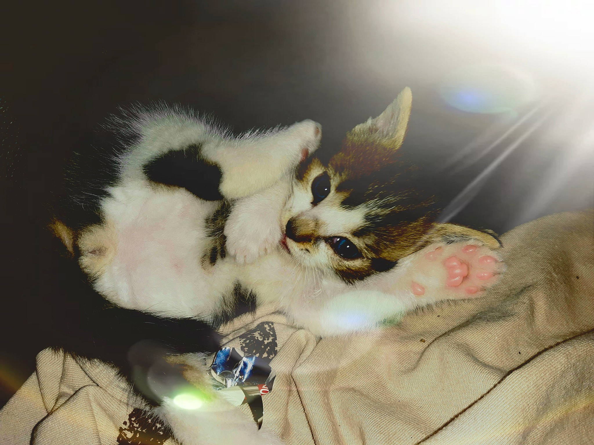 Filous a rejoint le concours — aidez-le/la à gagner de superbes lots ! carnivore, cat, claw, ear, european_shorthair, felidae, fur, kitten, norwegian_forest_cat, nose, paw, polydactyl_cat, skin, small_to_medium_sized_cats, whiskers