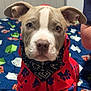 Bruno is registered to the contest to win money with this photo: puppy, dog, pet_clothing, bandana, red_outfit, blue_paw_prints, bedspread, indoor, cute, animal, canine, looking_at_camera, portrait, young_dog, fur, ears, snout, sitting, domestic_animal, home