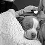 Bruno joined the competition — help win amazing prizes! dog, blanket, sleeping, cozy, indoor, person, window, building, black_and_white, face, resting, fur, cute, relaxation, comfort, animal, soft, warm, nap, closeup