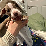Bruno joined the competition — help win amazing prizes! puppy, dog, pet, hat, clothing, hand, person, bed, pillow, door, indoor, cute, animal, canine, playing, young, furniture, expression, holding, colorful