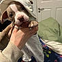 puppy, dog, pet, hat, clothing, hand, person, bed, pillow, door, indoor, cute, animal, canine, playing, young, furniture, expression, holding, colorful