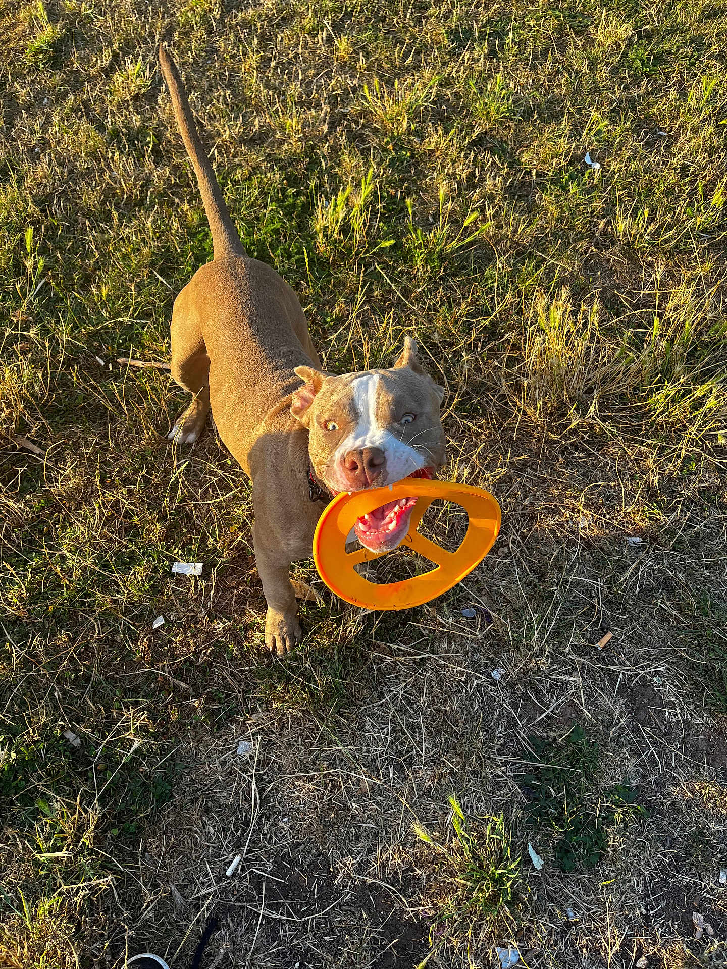 Bruno
