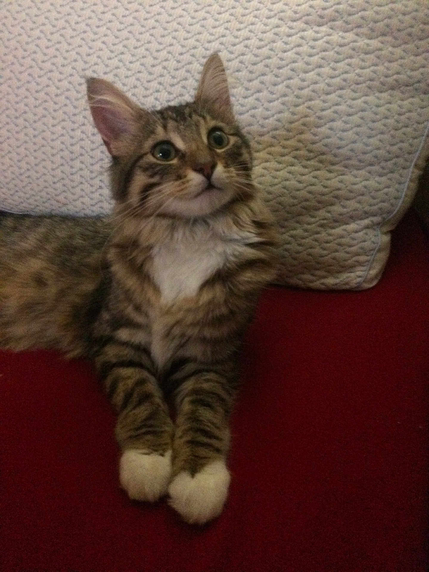 Minn Minn joined the competition — help win amazing prizes! cat, tabby, white_paws, fur, pet, animal, indoor, cushion, red_surface, curious, looking_up, whiskers, ears, cute, feline, relaxed, cozy, soft_fur, domestic_cat, portrait