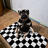 dog, pug, pet, indoor, floor, rug, checkered_rug, black_and_white, tile_floor, wall, white_wall, looking_up, sitting, small_dog, cute, animal, companion, portrait, expression, paw