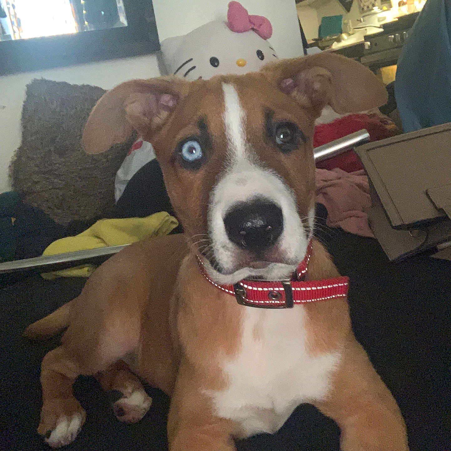Apollo