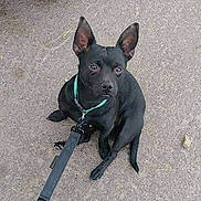 Nemo joined the competition — help win amazing prizes! dog, black_dog, leash, collar, pet, animal, outdoor, concrete, sitting, ears, canine, looking_up, young_dog, alert, domestic_animal, companion, small_dog, short_hair, cute, obedient