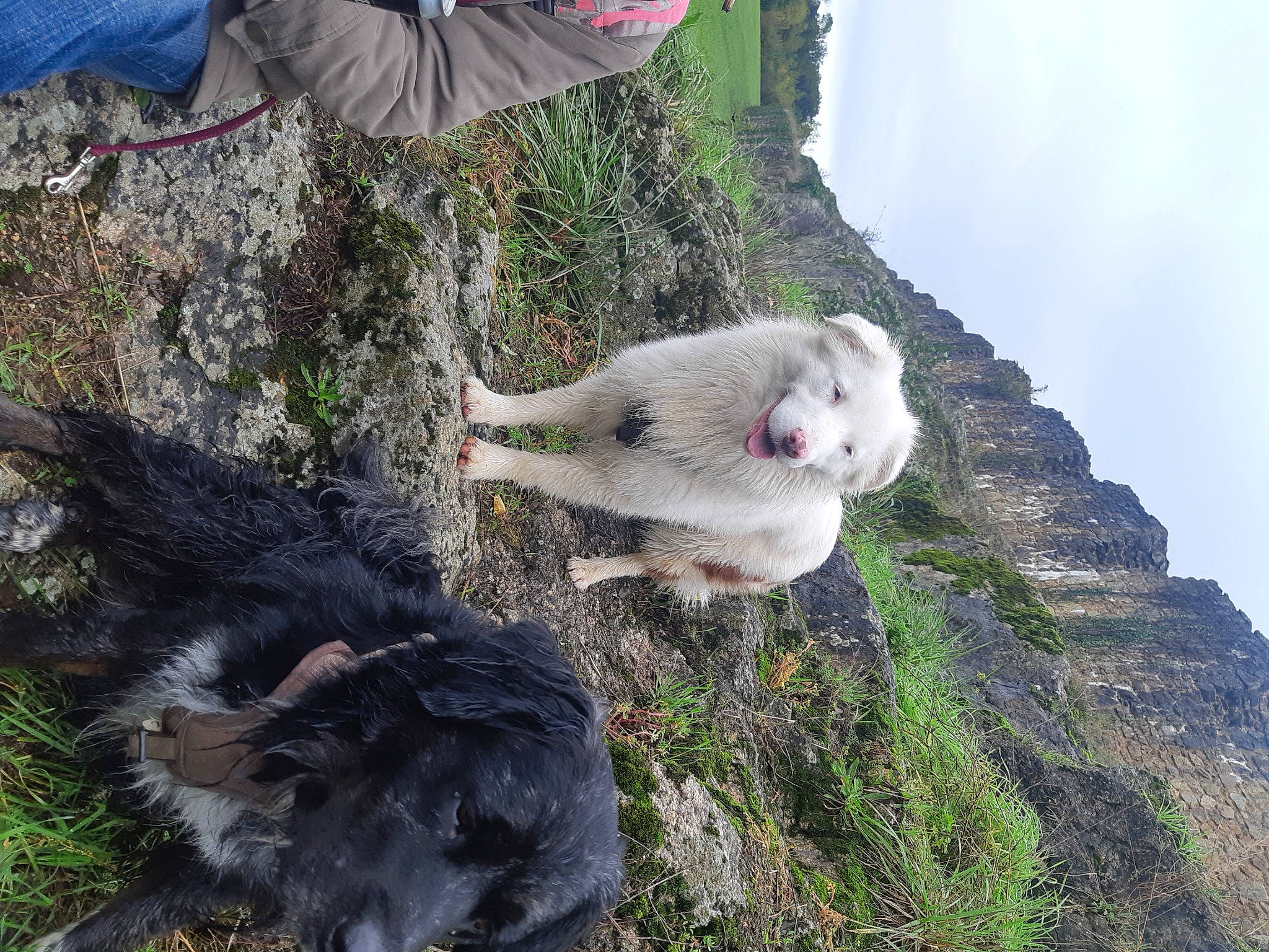 Zinzin participe au concours pour gagner de l'argent avec cette photo : canidae, cloud, companion_dog, dog_breed, felidae, fur, goats, grass, plant, rock, seabird, sky, small_to_medium_sized_cats, soil, sporting_group, tail, tree, wildlife