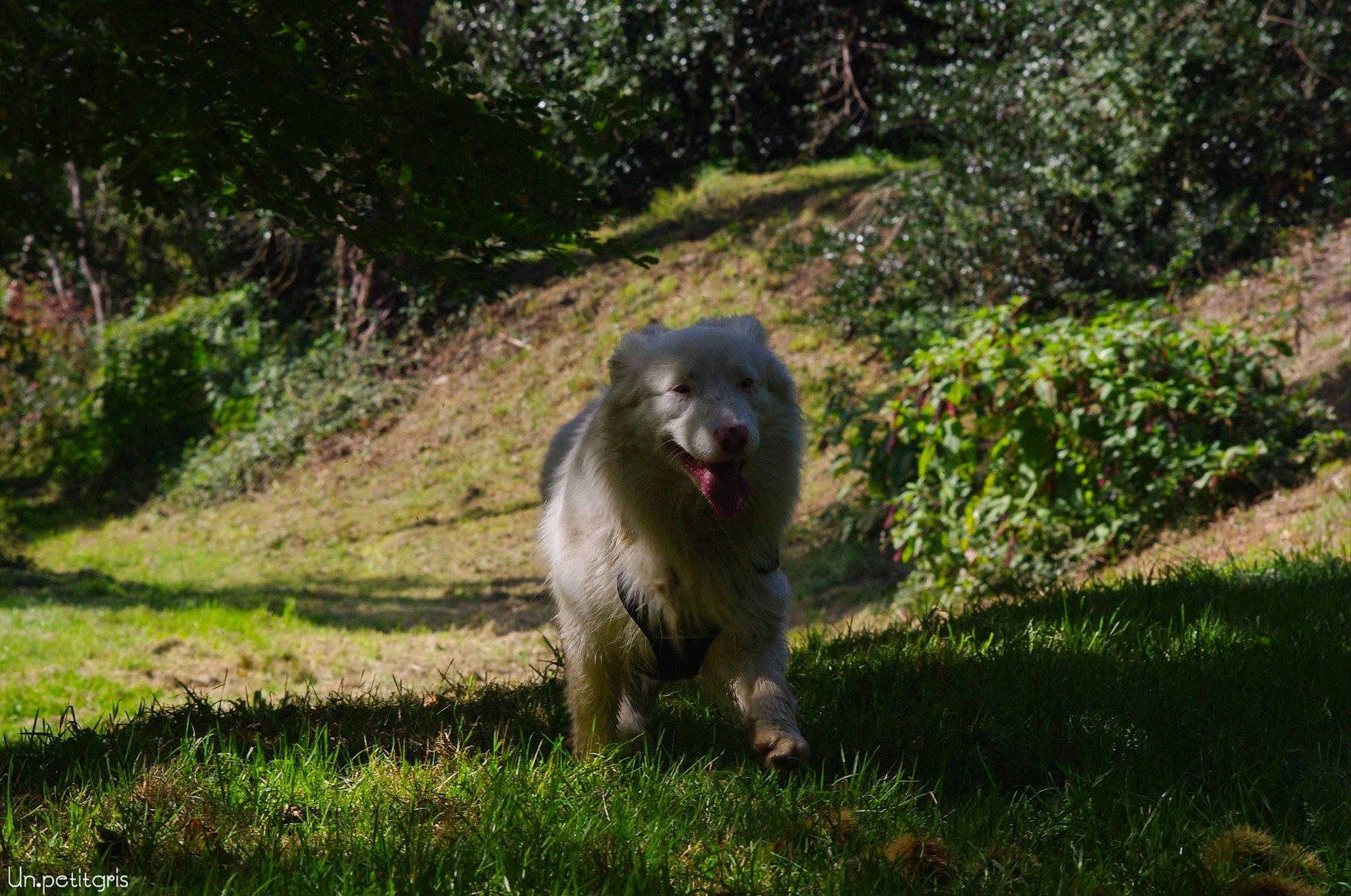 Zinzin participe au concours pour gagner de l'argent avec cette photo : canidae, carnivore, companion_dog, dog, dog_breed, forest, grass, grassland, groundcover, landscape, pasture, plant, sporting_group, terrestrial_animal, wildlife, working_animal, working_dog