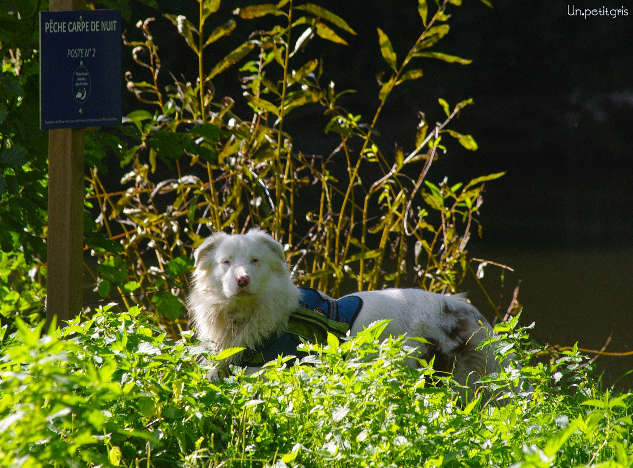 Zinzin a rejoint le concours — aidez-le/la à gagner de superbes lots ! adaptation, canidae, carnivore, companion_dog, dog_breed, felidae, grass, groundcover, macaque, natural_landscape, nature, plant, primate, small_to_medium_sized_cats, snout, sporting_group, terrestrial_animal, terrestrial_plant, vegetation, whiskers
