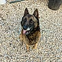 Rex participe au concours pour gagner de l'argent avec cette photo : dog, german_shepherd, pet, animal, outdoor, pebbles, tongue_out, ears_up, sitting, looking_up, brown_fur, black_fur, canine, friendly, alert, nature, close_up, daylight, ground, happy