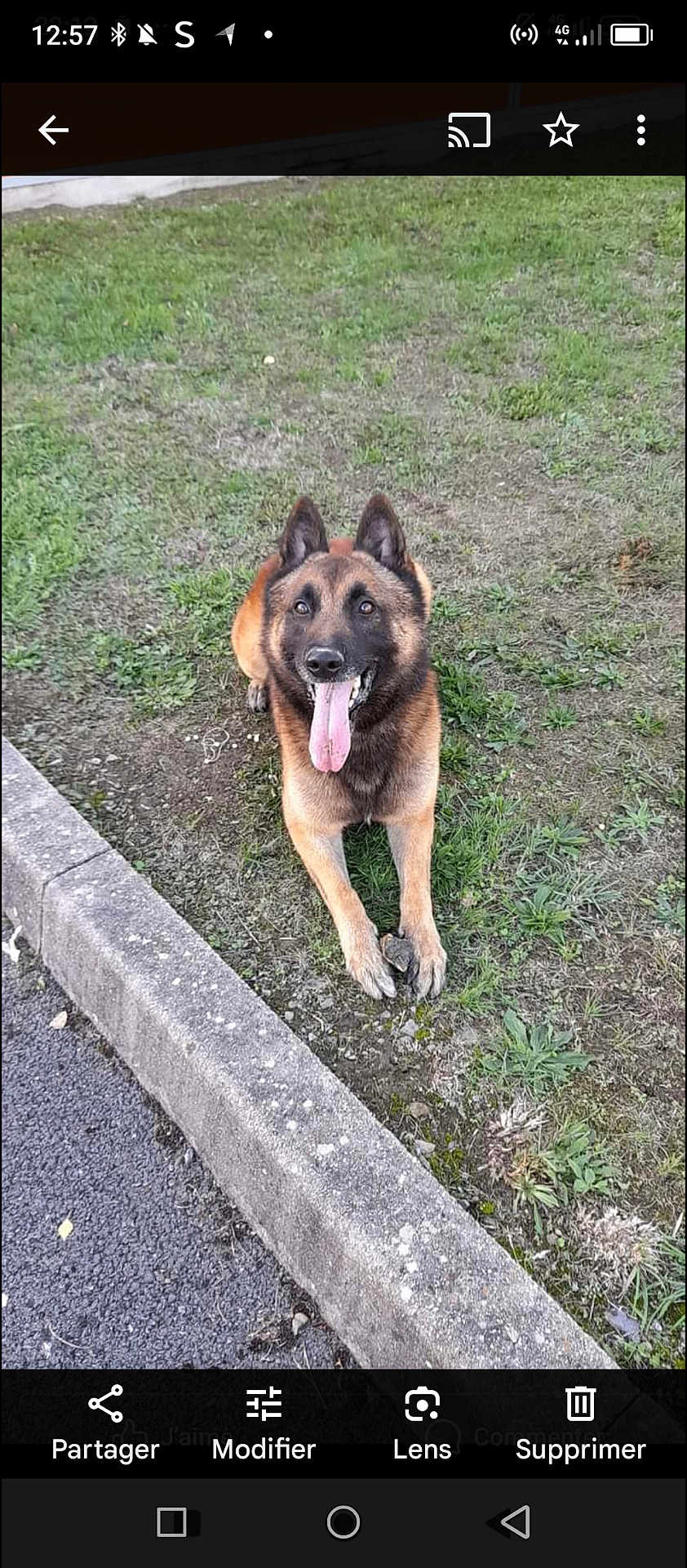 Rex a rejoint le concours — aidez-le/la à gagner de superbes lots ! dog, german_shepherd, grass, outdoor, tongue_out, pet, animal, canine, playful, curb, sidewalk, nature, happy, mammal, fur, ears, mouth, tongue, pavement, resting